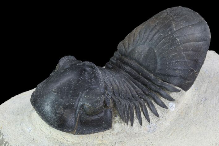 Paralejurus Trilobite Fossil - Ofaten, Morocco #92126